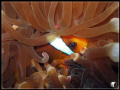   anemonefish  